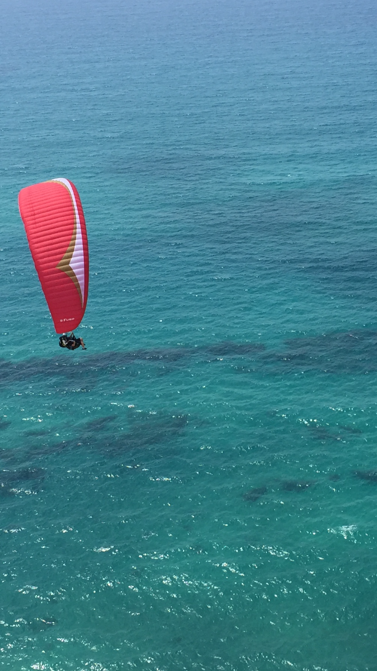 שחף מצנחי רחיפה