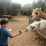 גן הסוסים כרטיס משפחתי