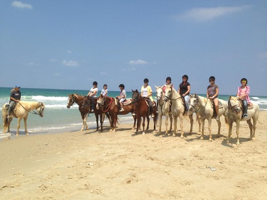 חוות סוסים דור