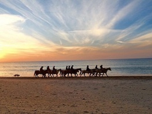 חוות סוסים דור