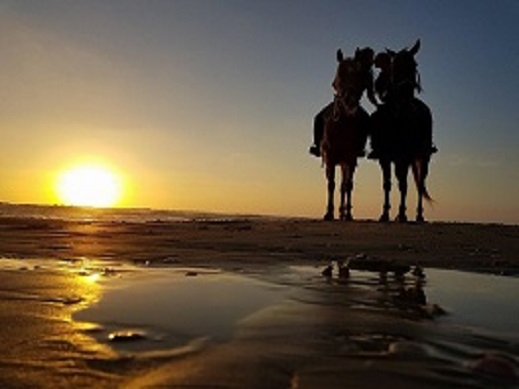 חוות סוסים דור