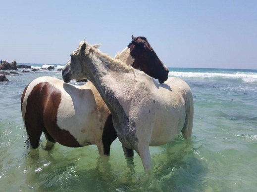חוות סוסים דור