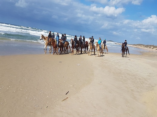 חוות סוסים דור