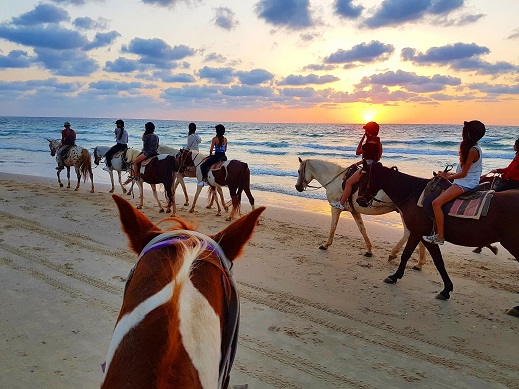 חוות סוסים דור
