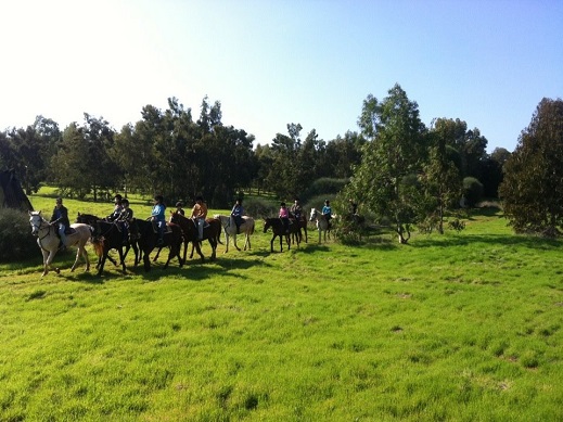 חוות סוסים דור