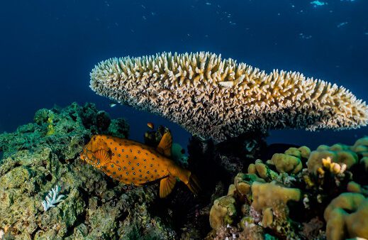 השכרת ציוד שנירקול לזוג ליום