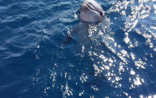 אבוב שכיבה+ישיבה+צפייה בדולפינים. 60 ד'